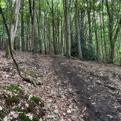 Joydens Wood Local Nature Reserve - Dartford