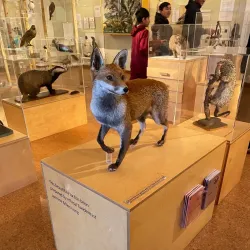 Derby Museum and Art Gallery - Derby