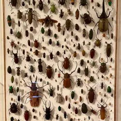 Derby Museum and Art Gallery - Derby