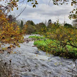 Dollar Museum - Dollar