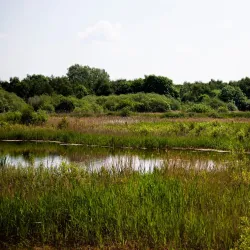Potteric Carr Nature Reserve - Doncaster
