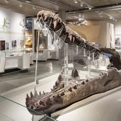 Dorset County Museum - Dorchester