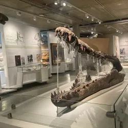 Dorset County Museum - Dorchester