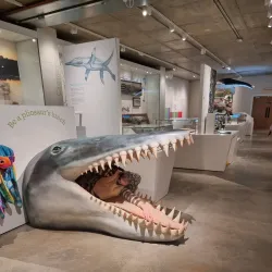 Dorset County Museum - Dorchester