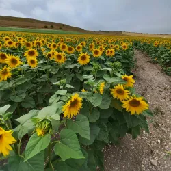 Maiden Castle - Dorchester