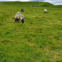 Maiden Castle - Dorchester