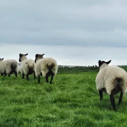 Maiden Castle - Dorchester
