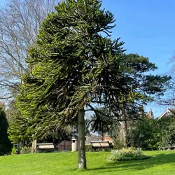 The Borough Gardens - Dorchester