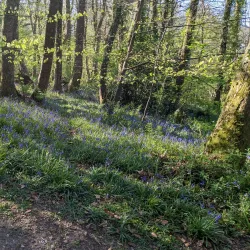 Thomas Hardy's Cottage - Dorchester