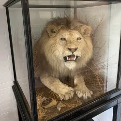 Dover Museum - Dover