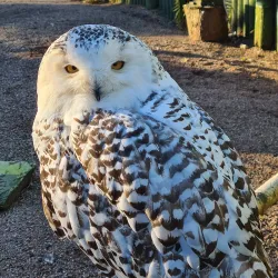 Camperdown Wildlife Centre - Dundee