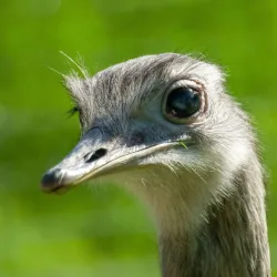 Camperdown Wildlife Centre - Dundee