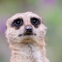 Camperdown Wildlife Centre - Dundee