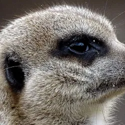 Camperdown Wildlife Centre - Dundee