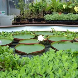 Durham University Botanic Garden - Durham