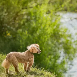 River Wear Walks - Durham