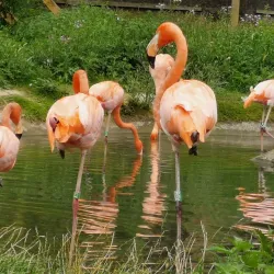 Brent Lodge Park (Bunny Park) - Ealing