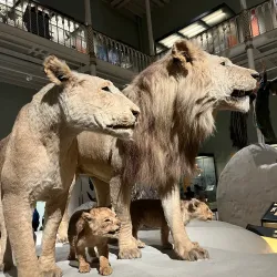 National Museum of Scotland - Edinburgh