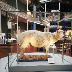 National Museum of Scotland - Edinburgh