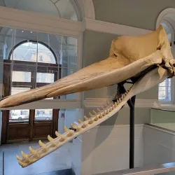 National Museum of Scotland - Edinburgh