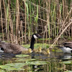 Ely Riverside Walks - Ely
