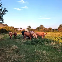 Ely Riverside Walks - Ely
