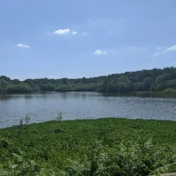 Epsom Common - Epsom