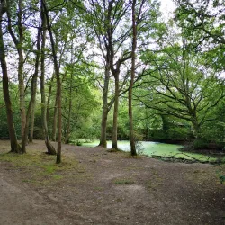 Epsom Common - Epsom