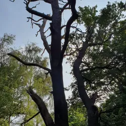 Epsom Common - Epsom