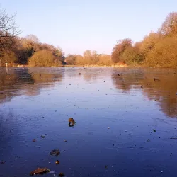 Epsom Common - Epsom