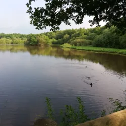 Epsom Common - Epsom