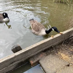 Epsom Common - Epsom