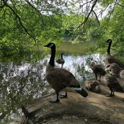 Epsom Common - Epsom