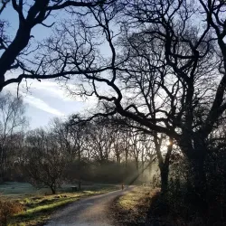Epsom Common - Epsom