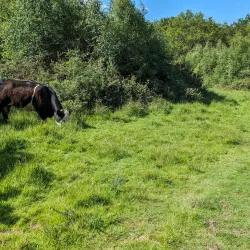 Epsom Common - Epsom
