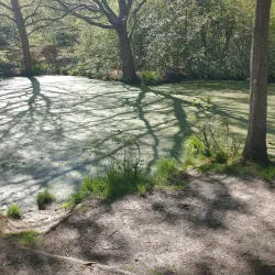 Epsom Common - Epsom