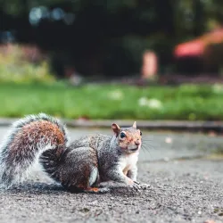 Nonsuch Park - Epsom