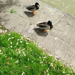 Rosebery Park - Epsom