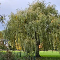 Rosebery Park - Epsom