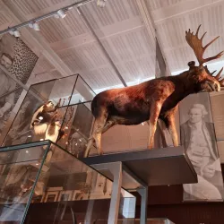 Royal Albert Memorial Museum & Art Gallery - Exeter