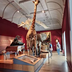 Royal Albert Memorial Museum & Art Gallery - Exeter