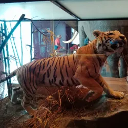 Royal Albert Memorial Museum & Art Gallery - Exeter