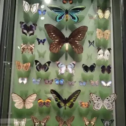 Royal Albert Memorial Museum & Art Gallery - Exeter