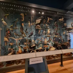 Royal Albert Memorial Museum & Art Gallery - Exeter