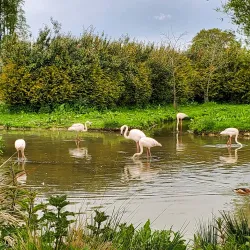 Pensthorpe Natural Park - Fakenham