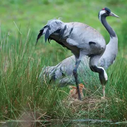 Pensthorpe Natural Park - Fakenham