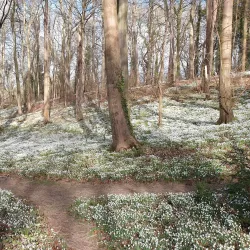 Walsingham Abbey - Fakenham