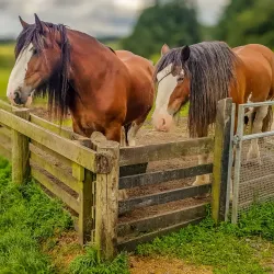 Muiravonside Country Park - Falkirk