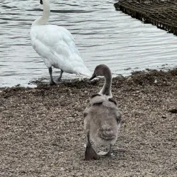 The Helix Park - Falkirk