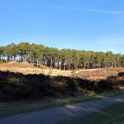 Bourne Wood - Farnham